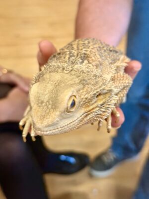 Reptile Event 2