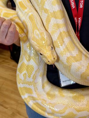 Reptile Event 4